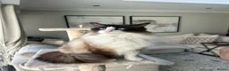 Ragdoll cats for sale: 2 male adult ragdolls - rehoming  in London - Advert 13