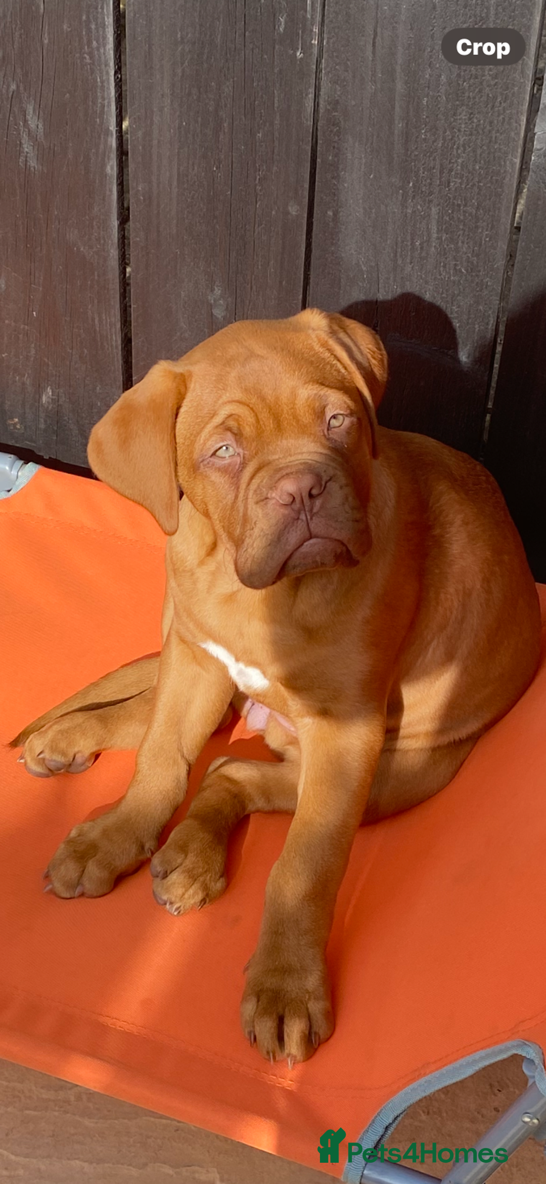 Dogue De Bordeaux dogs for sale: Male and female dogue de bordeaux puppies  - Advert 10