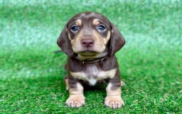 Dachshund dogs for sale: Black & Cream, Chocolate & Cream Dachshund Puppies - Image 9