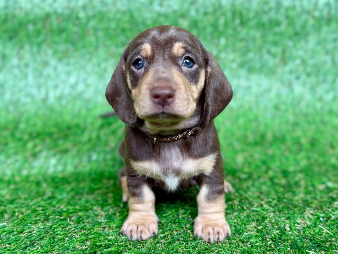 Dachshund dogs for sale: Black & Cream, Chocolate & Cream Dachshund Puppies - Image 9