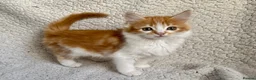Mixed Breed cats for sale: SUPER CUTE PERFECT GINGER KITTENS  - Advert 4
