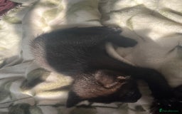 Mixed Breed cats for sale: 3 mixed male kittens for sale - Image 15
