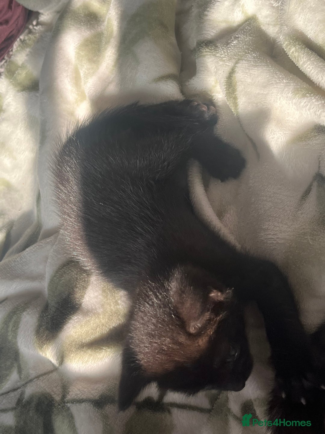 Mixed Breed cats for sale: 3 mixed male kittens for sale - Image 15