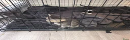 Russian Blue cats for sale: Russian tabys - Advert 9