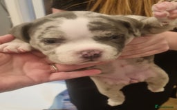 American Bully dogs for sale: 4 pocket bully pups. - Advert 4