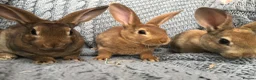 Rex rabbits for sale: Beautiful velvet mini Rex & Rex rabbits - Advert 22