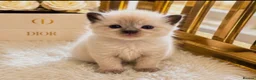 Ragdoll cats for sale: •Beautiful Luxury Ragdoll Kittens• in Borehamwood - Advert 4