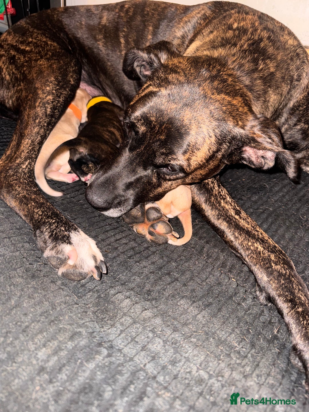 Mixed Breed dogs for sale: Belgian Malinois crosses, 1 female left - Advert 5