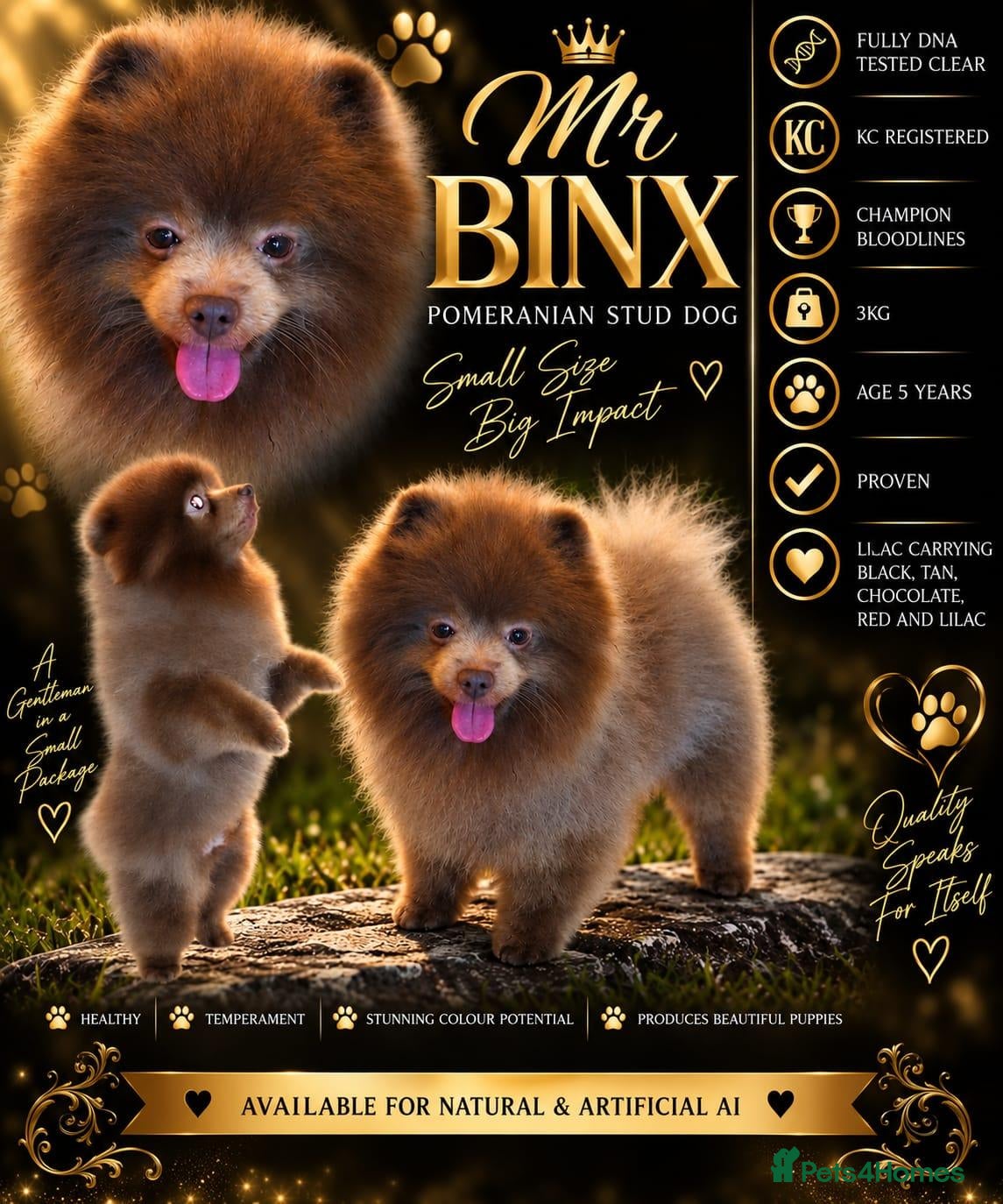 Pomeranian dogs Beautiful KC registered pomeranian for stud - Advert 6