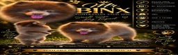 Pomeranian dogs for stud: Beautiful KC registered pomeranian for stud - Advert 1