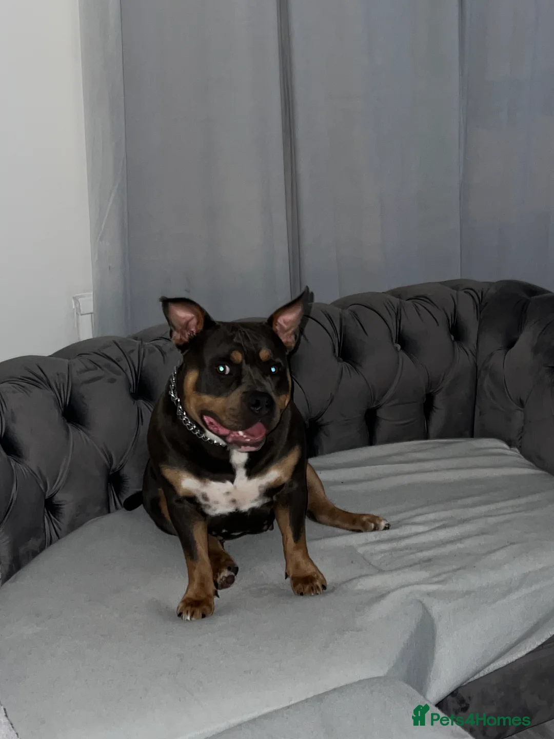 American Bully dogs for sale: Mila - blue tri 5x champion bloodline  - Advert 11