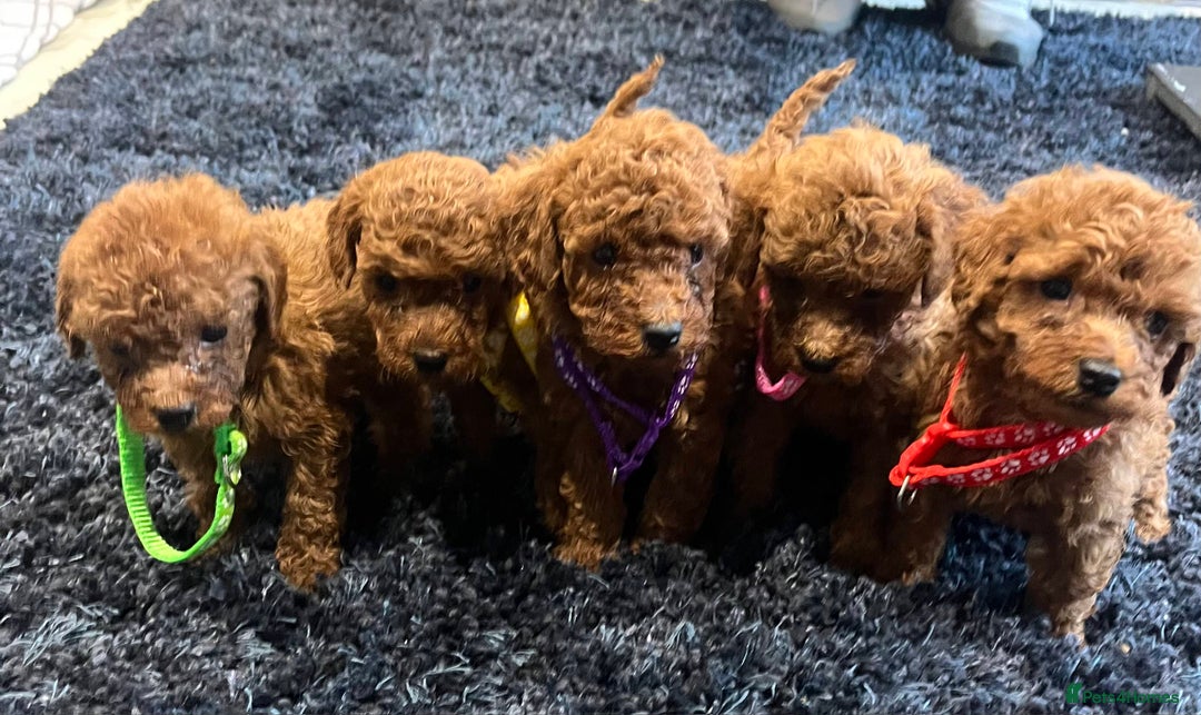 Miniature Poodle dogs for sale: FOX Red Miniature Poodles!!! 400 Health Tests!! - Advert 3