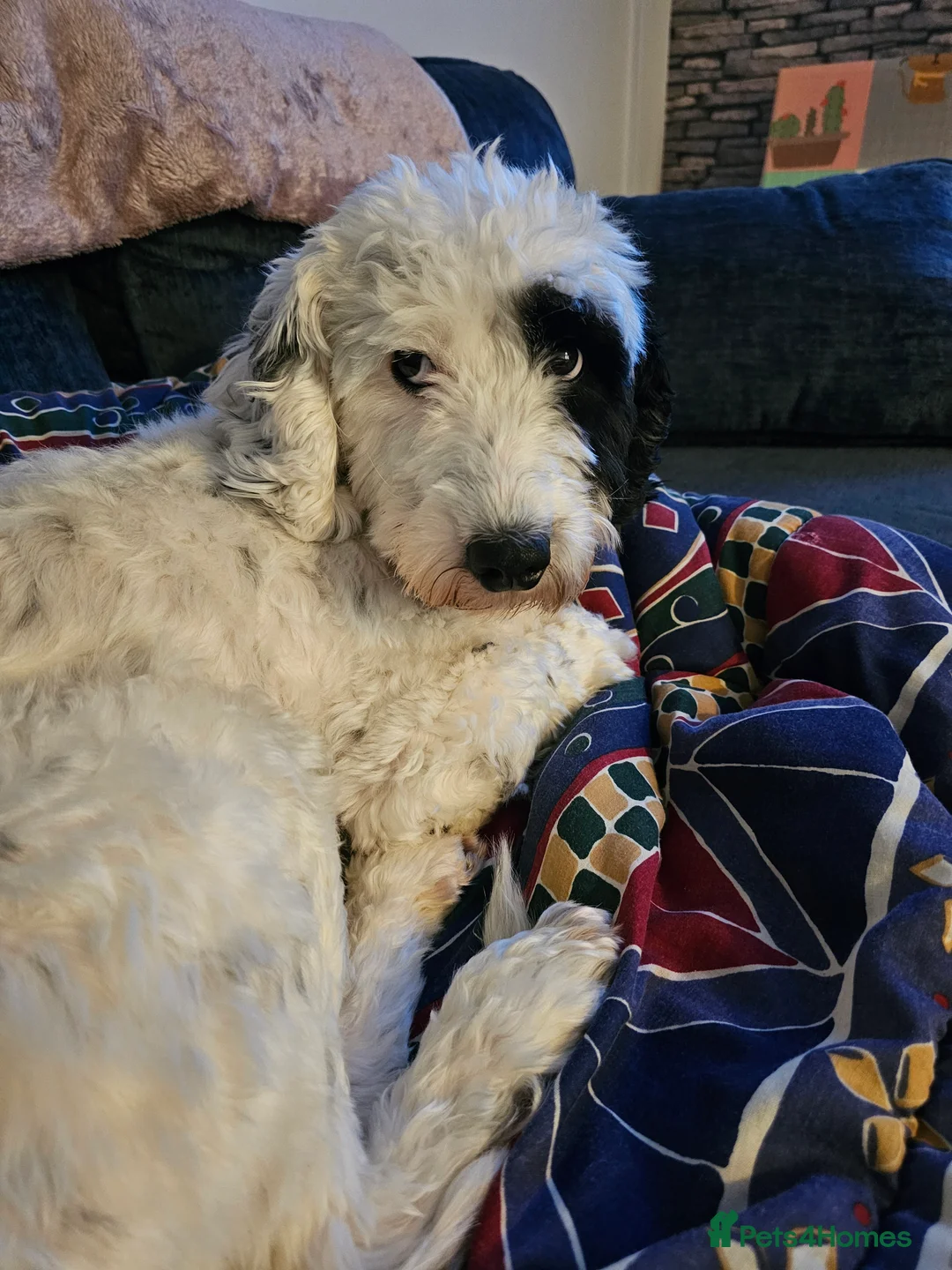 Cockapoo dogs for sale: Buzz  - Advert 2