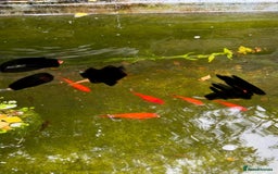 Goldfish fish for sale: Goldfish - Image 1