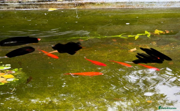 Goldfish fish - Advert 2