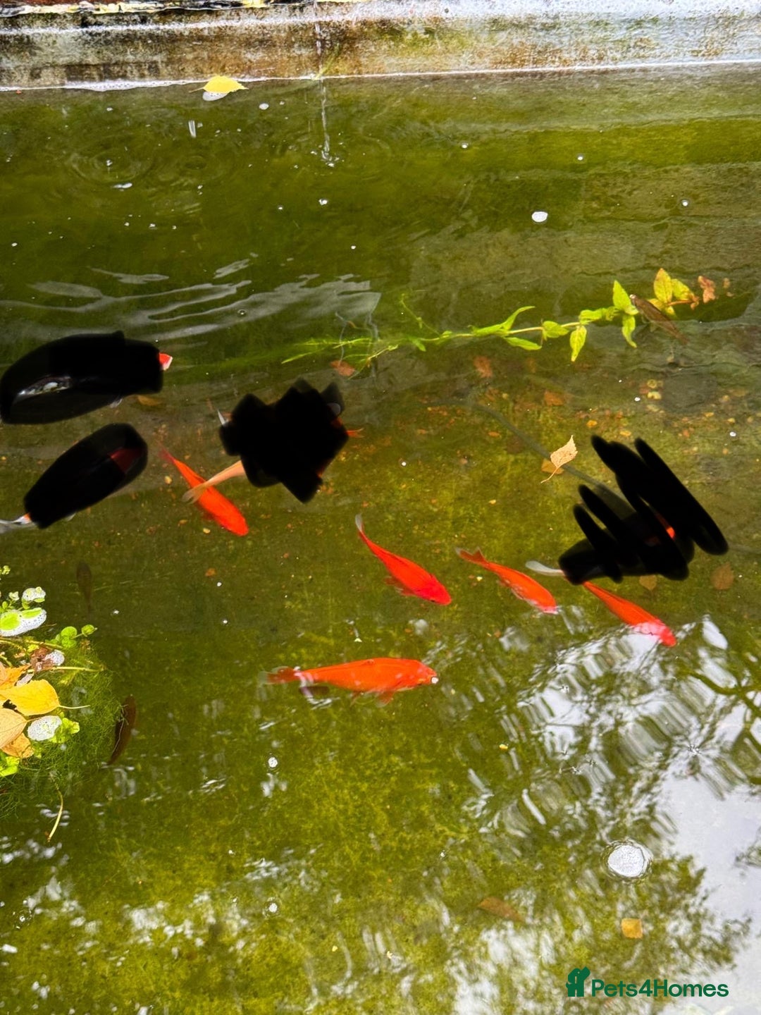 Goldfish fish for sale: Goldfish - Image 1