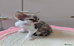 Devon Rex cats for sale: 🐾 Beautiful Devon Rex Kittens💕 - Image 23