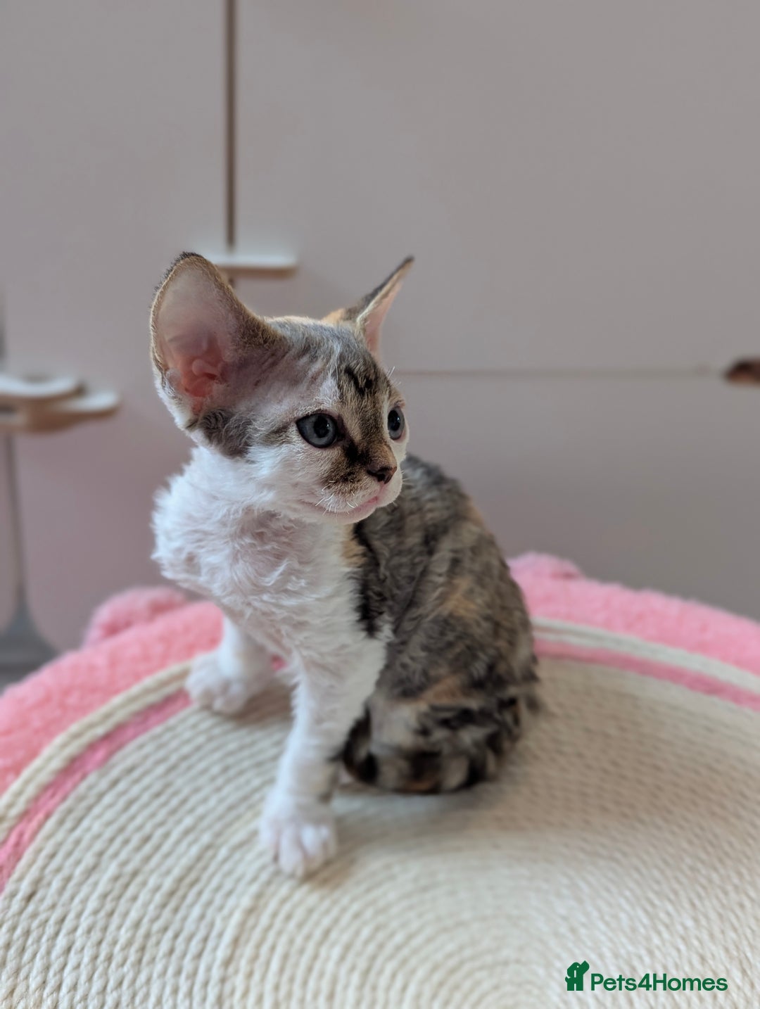 Devon Rex cats for sale: 🐾 Beautiful Devon Rex Kittens💕 - Image 23