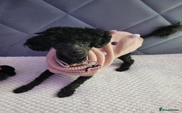 Chipoo dogs for sale: Princess Nelly  - Advert 3