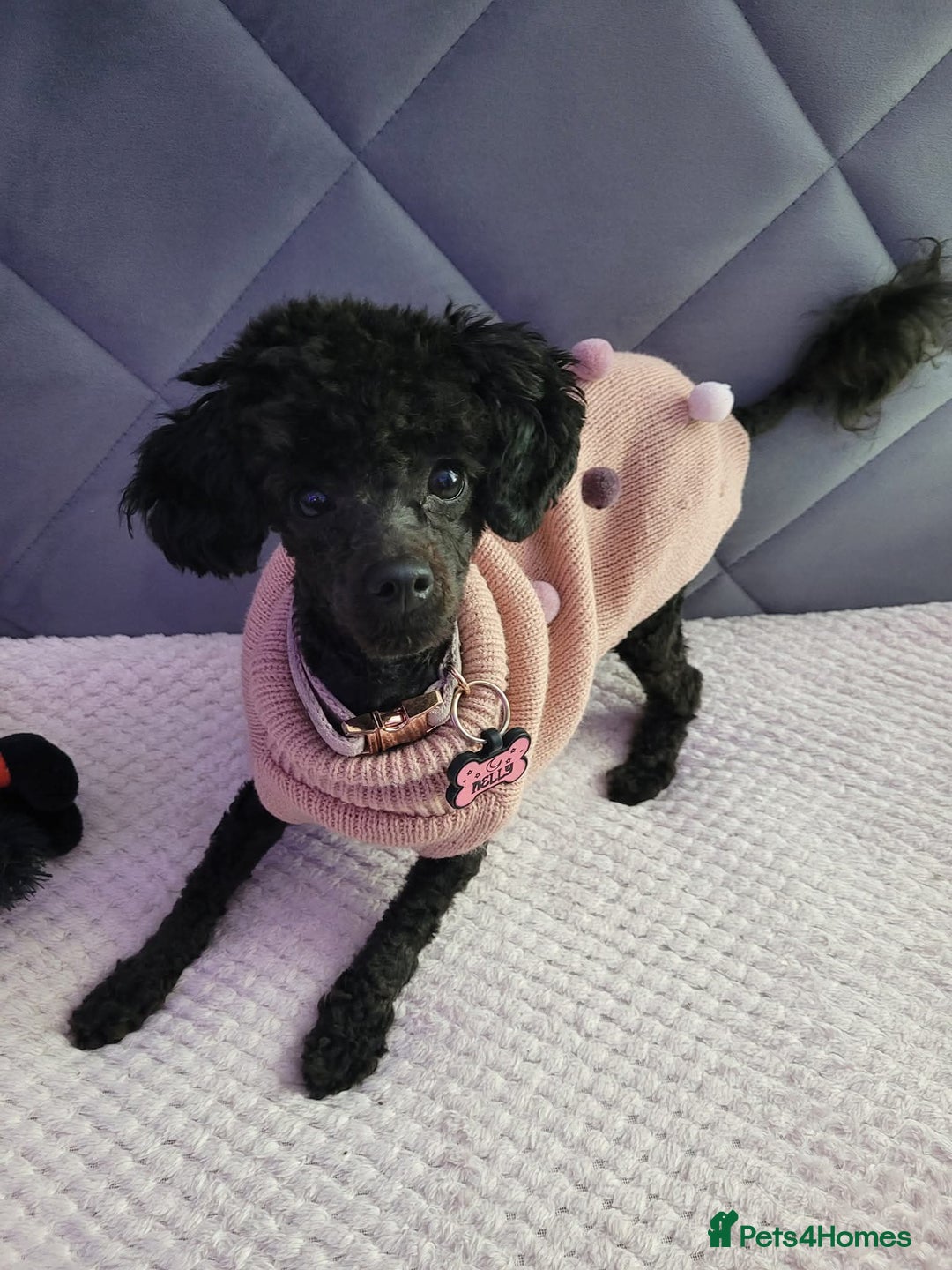 Chipoo dogs for sale: Princess Nelly  - Advert 3