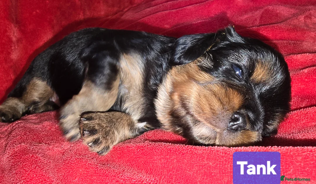 Cavalier King Charles Spaniel dogs for sale: Specialist Tested Cavalier King Charles Pups - Advert 5