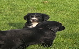 Mixed Breed dogs for sale: Stunning Golden Mountain pup's  - Advert 8