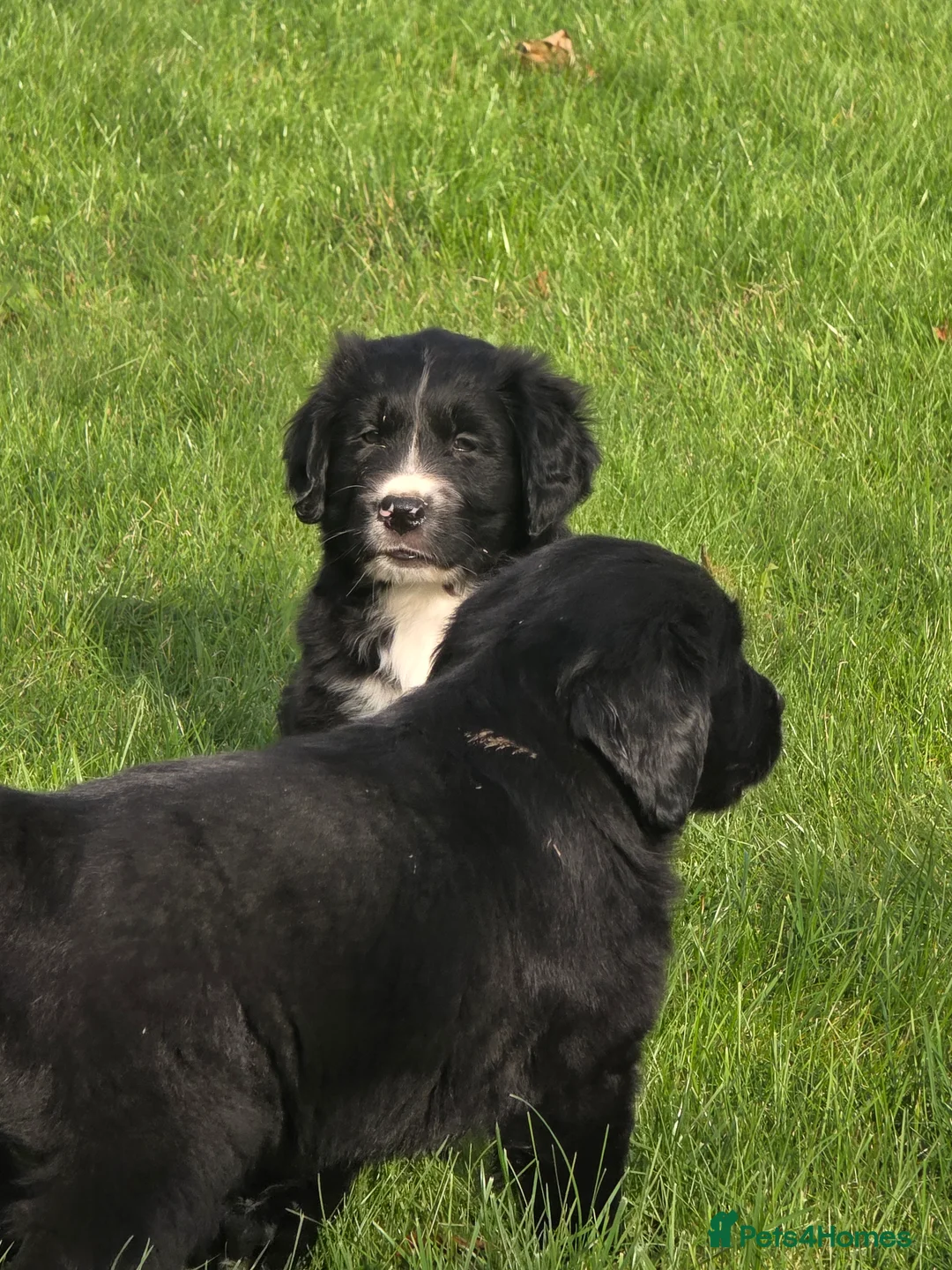 Mixed Breed dogs for sale: Stunning Golden Mountain pup's  - Advert 8