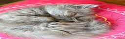 British Longhair cats for sale: Gorgeous British Long Hair X Ragdoll kittens  - Advert 11