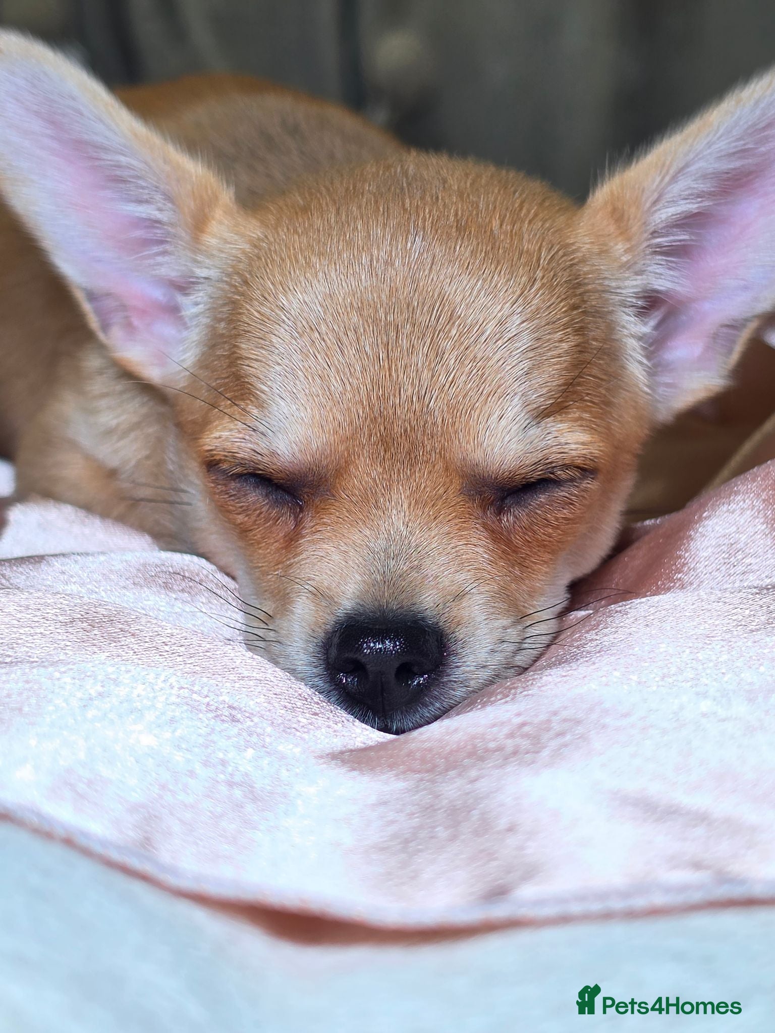 Chihuahua dogs 🐾Chihuahua Girls ready for forever loving homes - Advert 2