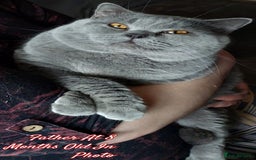 British Shorthair cats for sale: ♥️ Fun Loving British Shorthair Kittens♥️ - Image 15