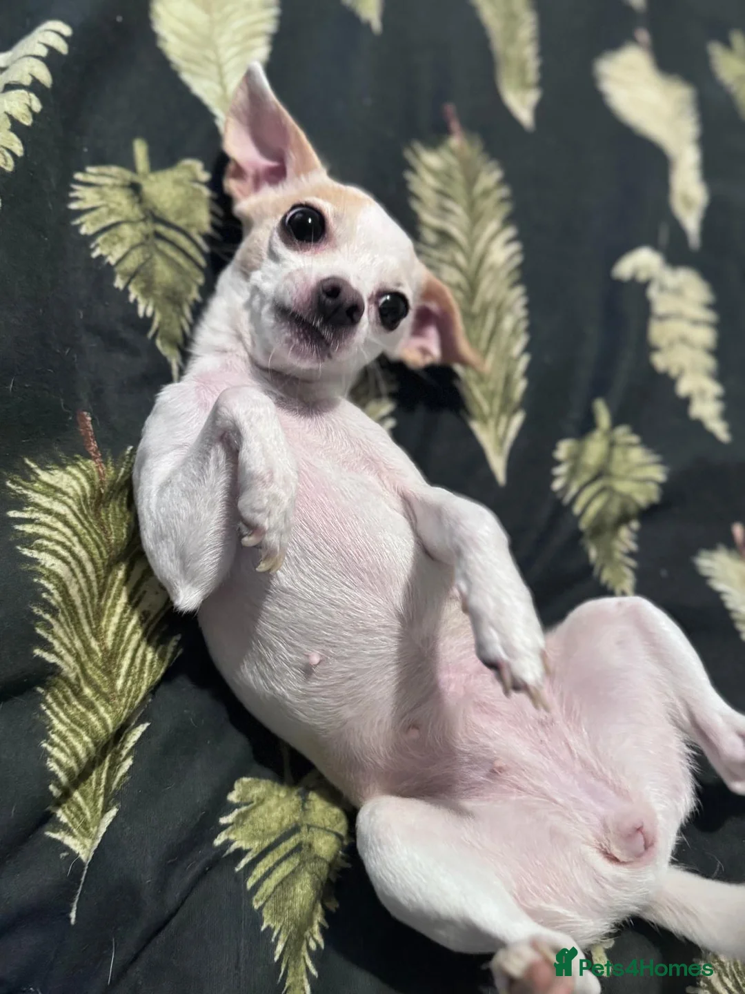 Mixed Breed dogs for sale: Chihuahua x jack - Advert 12