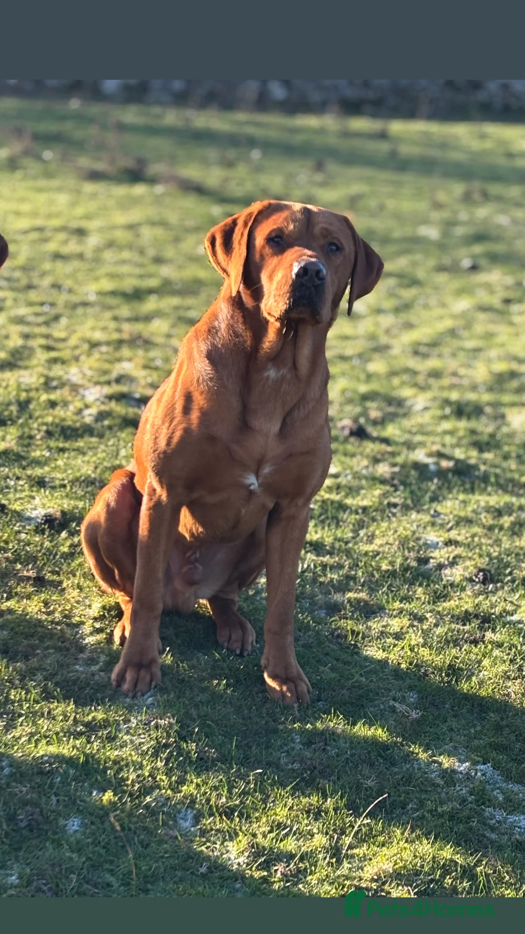 Labrador Retriever dogs for stud: 0/0 Hips & elbows fox red labrador in Leyburn - Advert 1