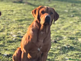 Labrador Retriever dogs 0/0 Hips & elbows fox red labrador in Leyburn - Advert 14