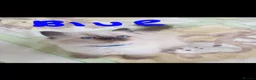 Ragdoll cats for sale: Gorgeous Ragdoll Girls - Advert 6