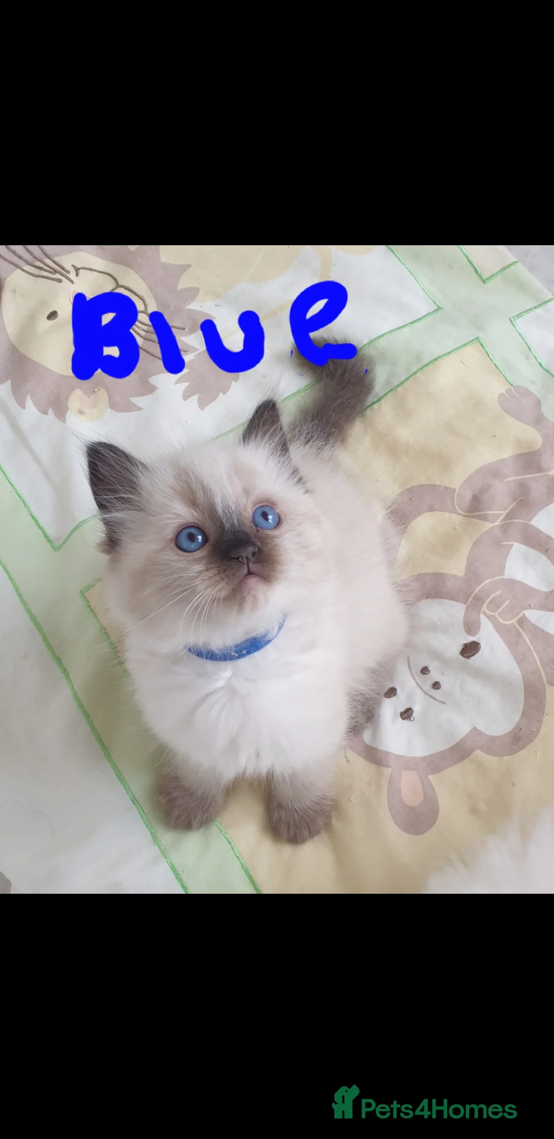 Ragdoll cats for sale: Gorgeous Ragdoll Girls - Advert 6