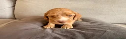Mixed Breed dogs for sale: Beautiful Cocker Sproodle Puppies  in Weston-super-Mare - Advert 34