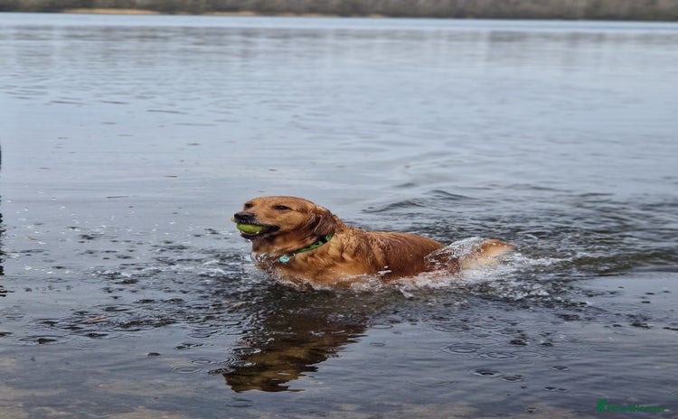 Golden Retriever dogs - Advert 16