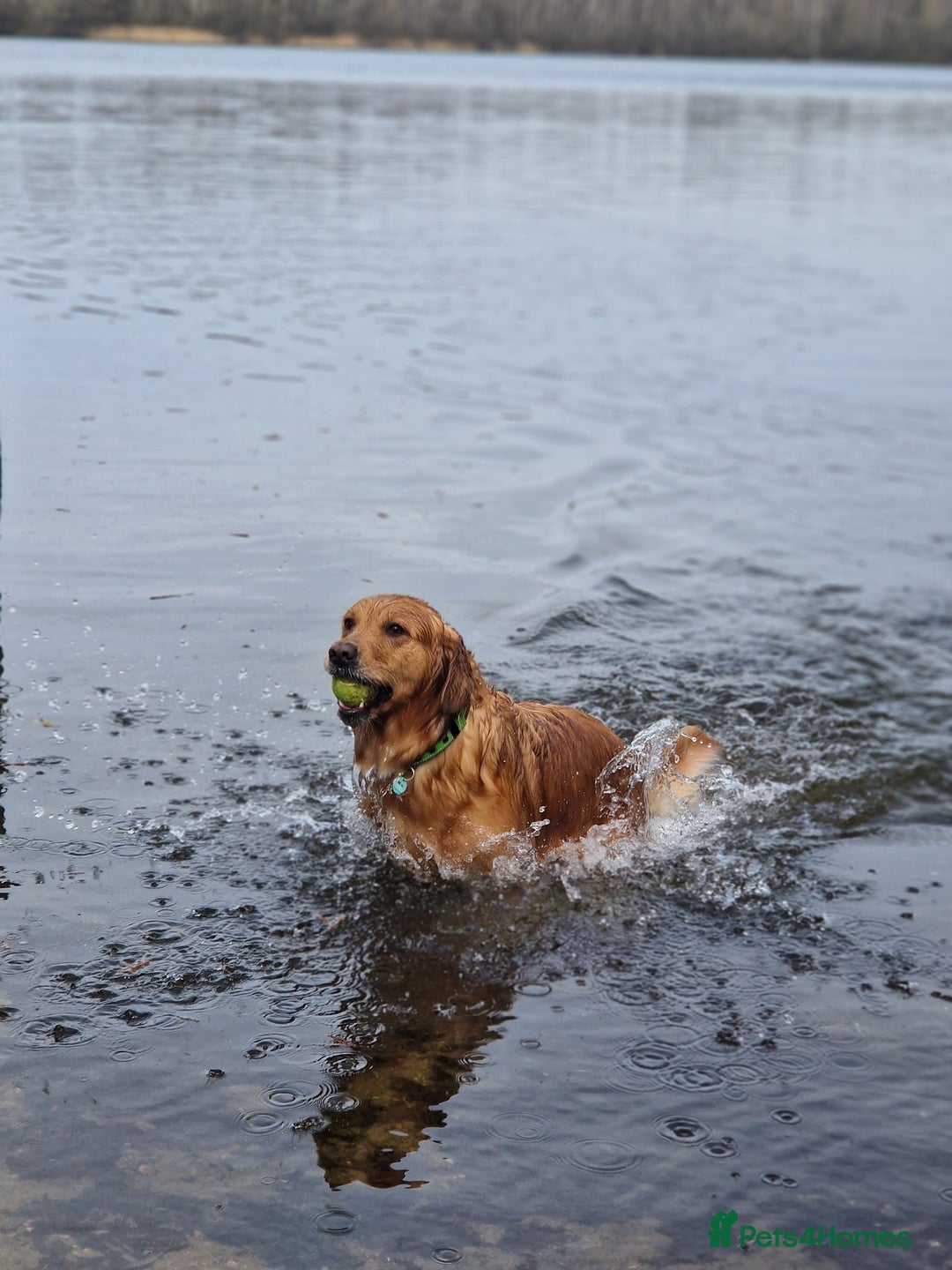 Golden Retriever dogs for sale: Gorgeous dark golden litter - Image 1