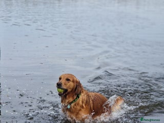 Golden Retriever dogs - Advert 1