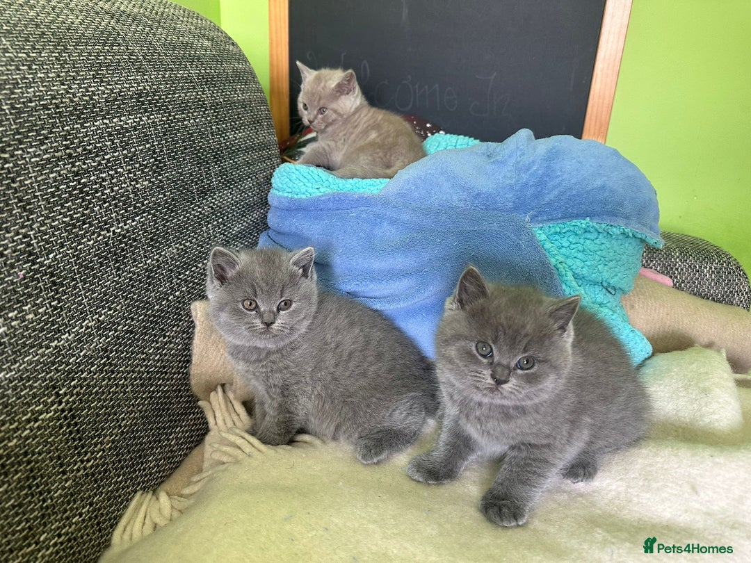 British Shorthair cats for sale: Beautiful British Shorthair kittens - Image 4