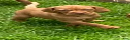 Hungarian Vizsla dogs for sale: Hungarian Vizsla Puppies in Andover - Advert 8