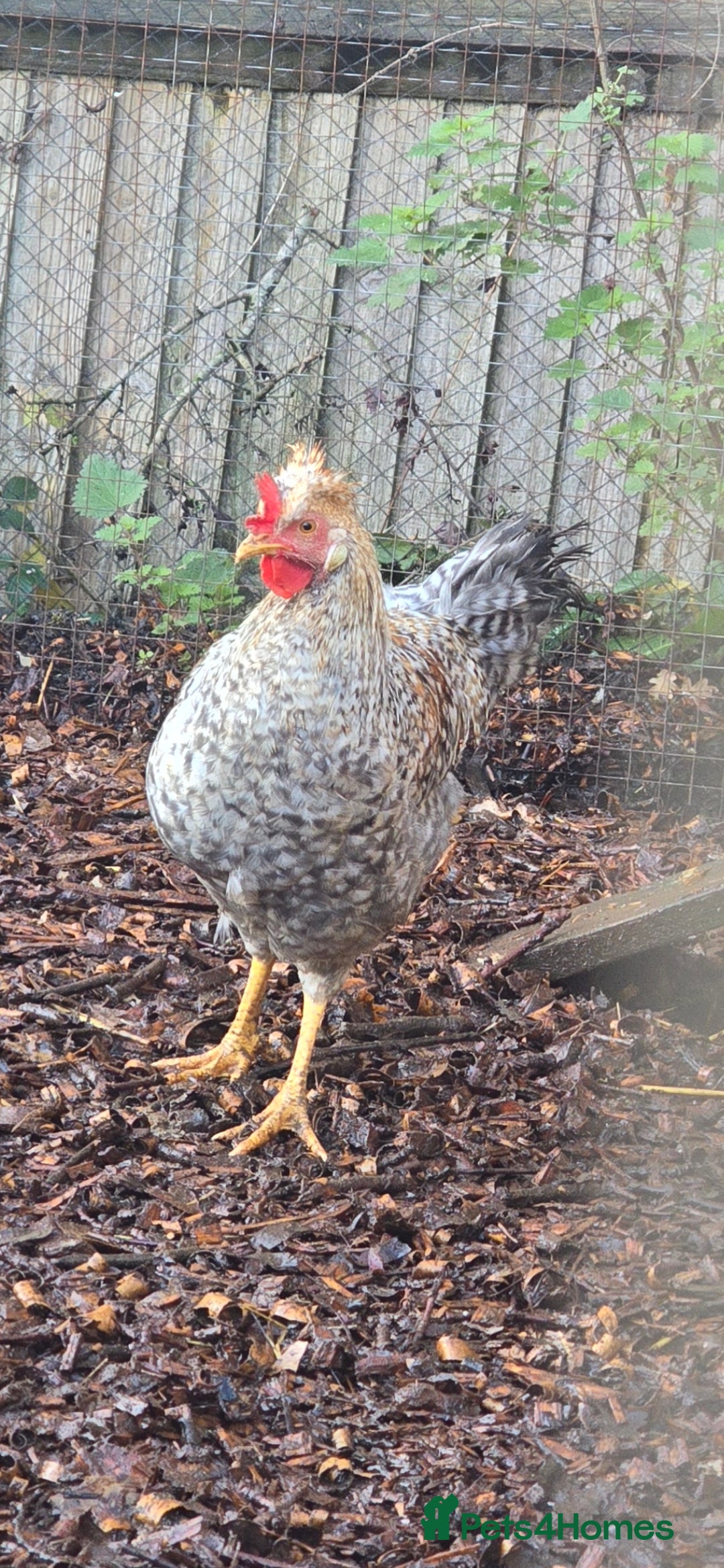 Chickens poultry for sale: Lavender Pekin Bantam Cream Legbar chickens  - Advert 9