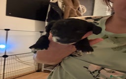 Cockapoo dogs for sale: !!!!LAST TWO MALES LEFT!!!!!  - Image 15