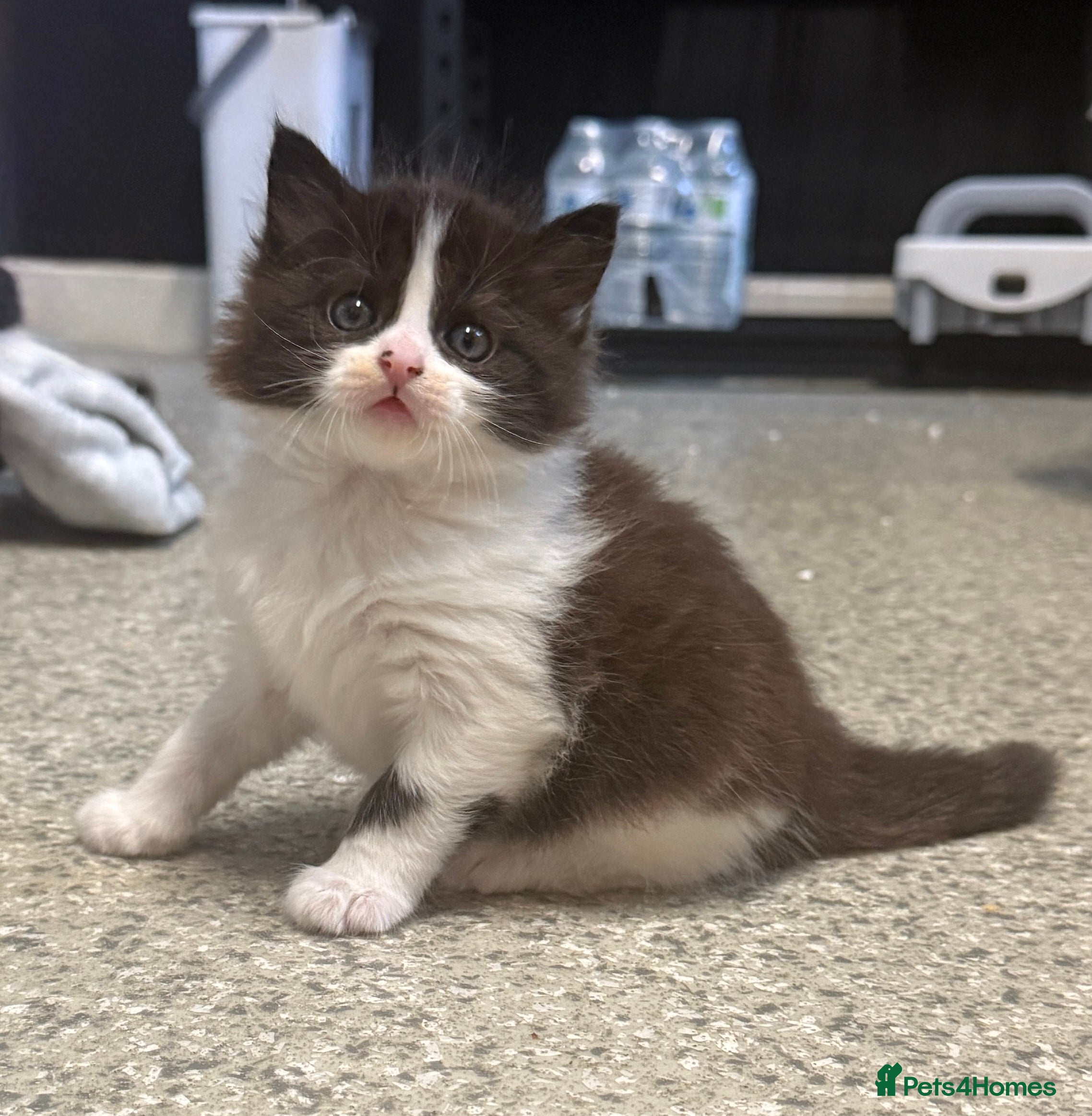 Mixed Breed cats for sale: Mixed Domestic Long Hair Kittens - 2 Girls & 1 Boy - Advert 6