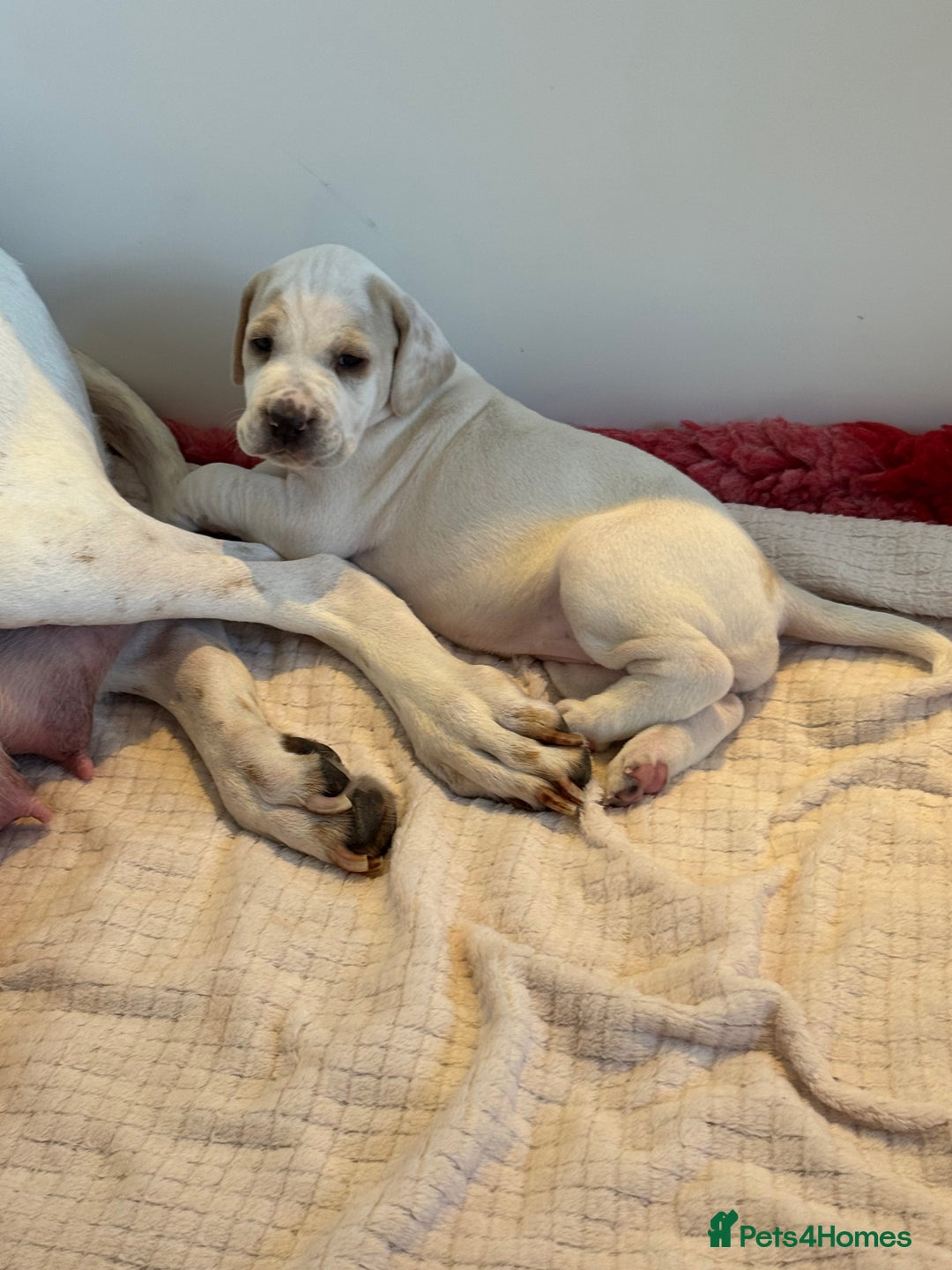 Pointer dogs for sale: Beautiful litter of Top Quality Pointer Puppies - Advert 7