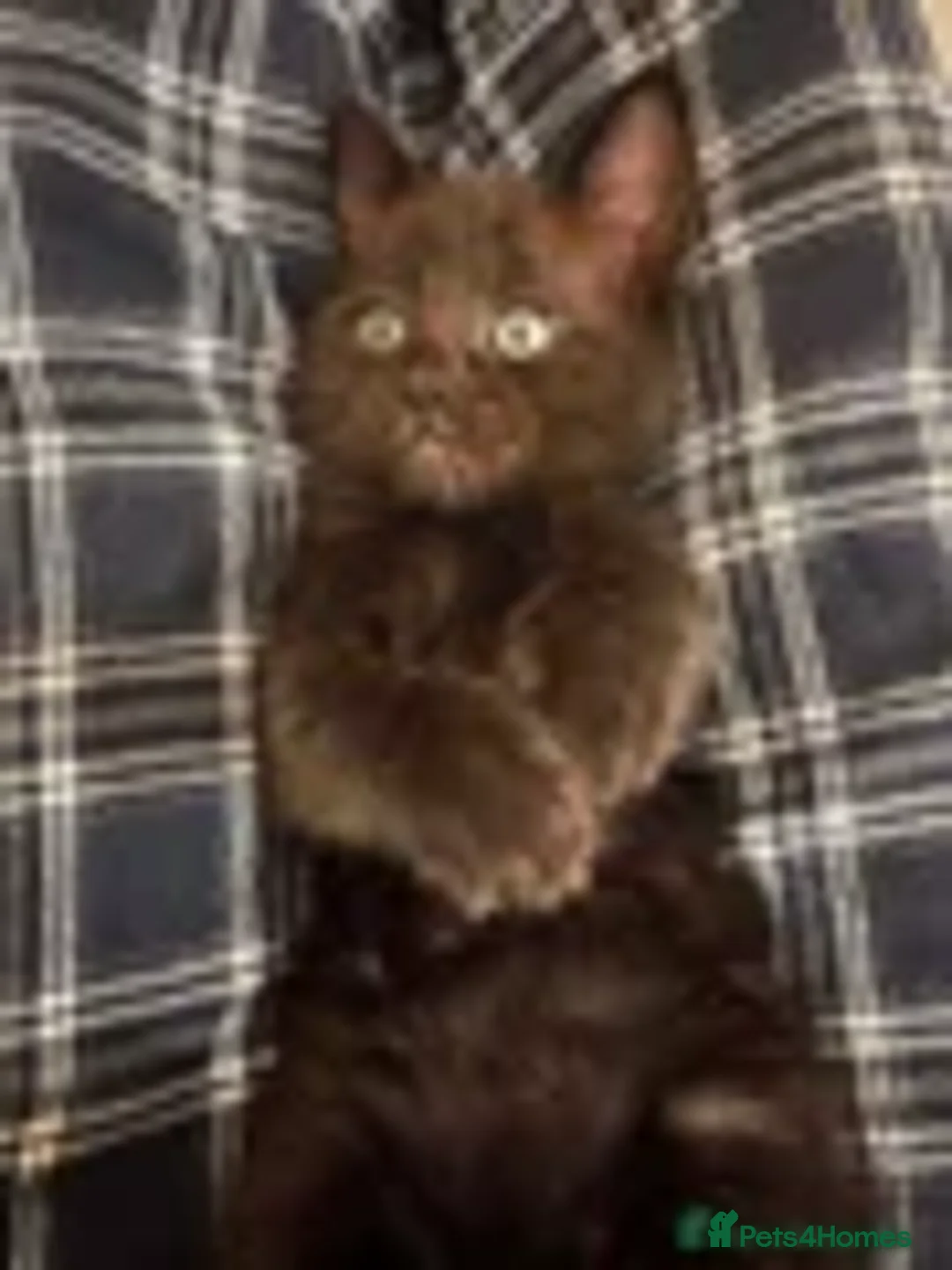 Mixed Breed cats for sale: Stunning ragdoll mix kittens - Advert 1