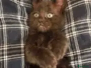 Mixed Breed cats Stunning ragdoll mix kittens - Advert 1