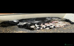 Cocker Spaniel dogs for stud: Show Cocker At Stud Highly Health Tested in Sandbach - Image 14