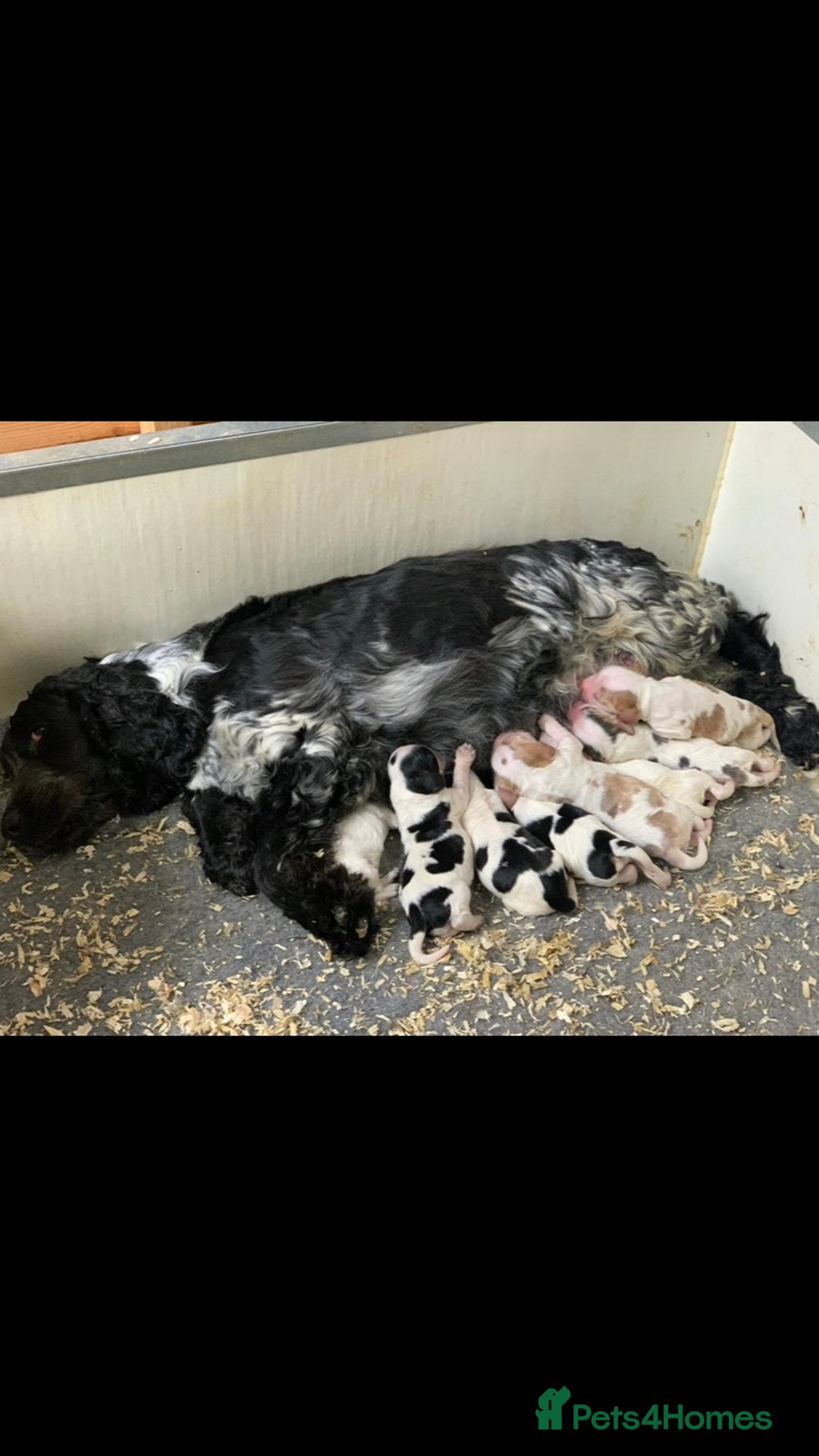 Cocker Spaniel dogs for stud: Show Cocker At Stud Highly Health Tested in Sandbach - Image 14