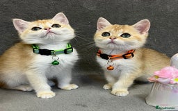 British Shorthair cats for sale: 🫶GCCF - NY12 Golden British Shorthair kittens 🫶 - Image 25